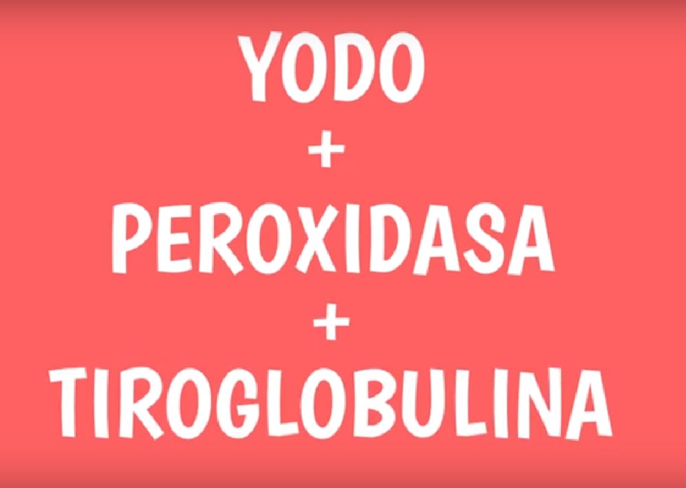 ¿Cómo se forman las hormonas tiroideas?